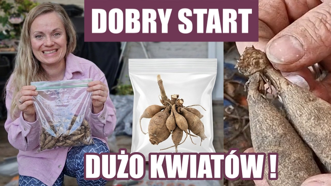 Nie sadzę ich od razu, najpierw robię to! Jak łatwo przygotować dalie do sezonu🌸