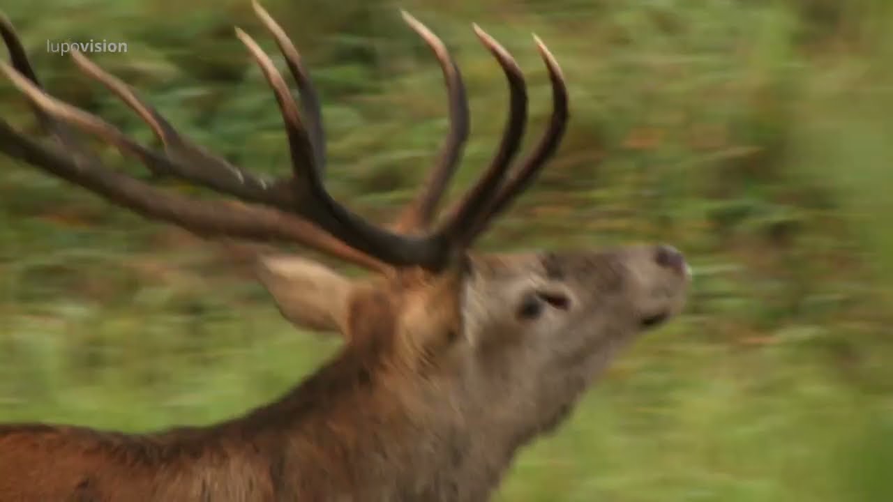 Wölfe und Menschen - Wege zur Koexistenz (05/12): Wölfe und Huftiere