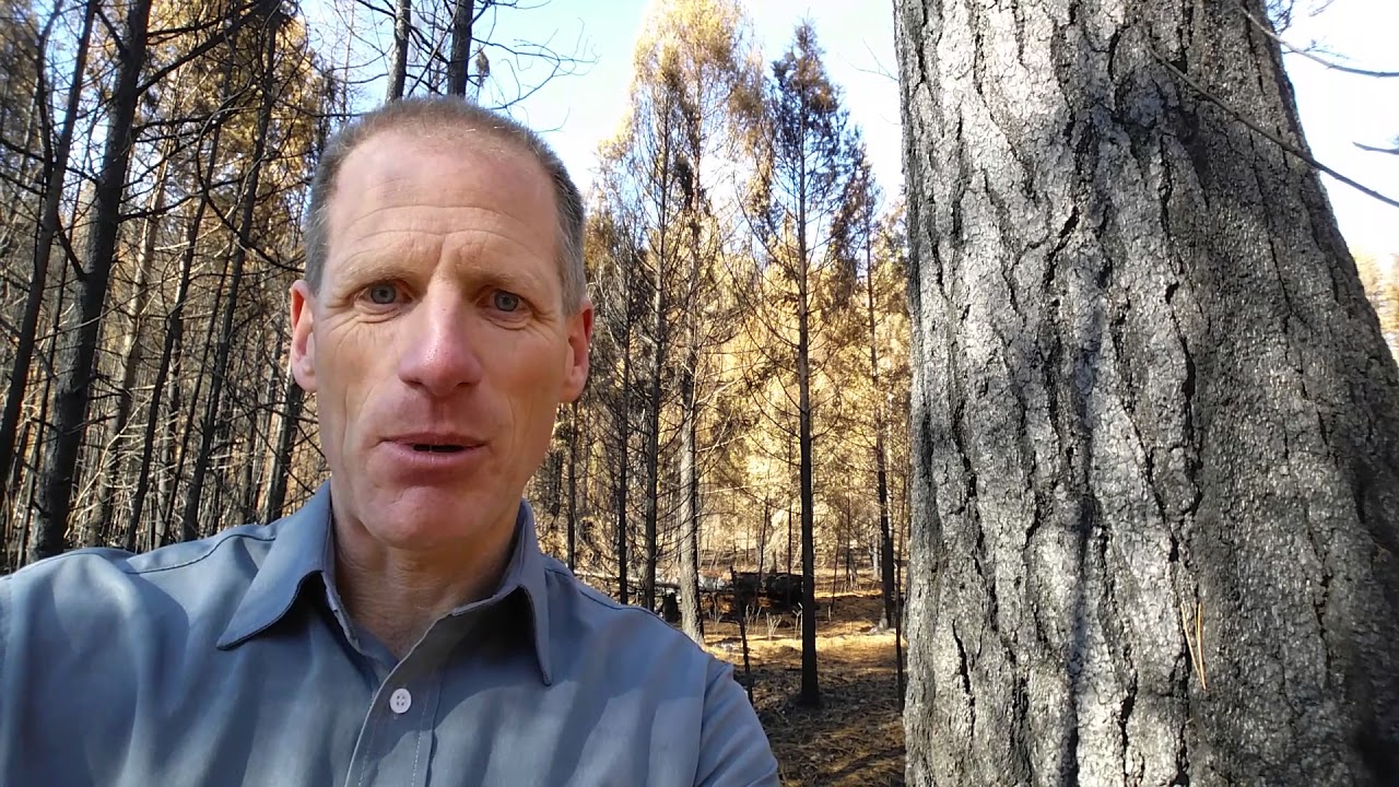 The deep roots of a ponderosa pine sustains it even through a forest fire.