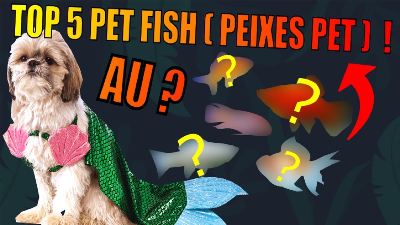 🔴 TOP 5: PET FISH ( Peixes de estimação )|Mr. Betta|