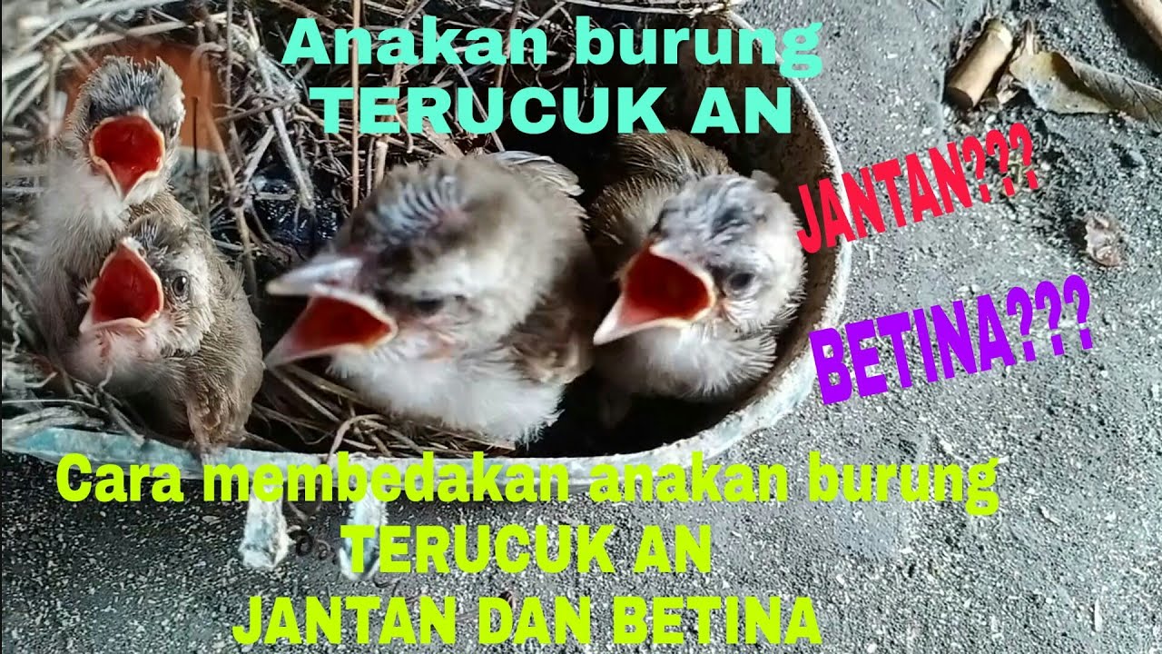 Terucukan jantan dan betina.anakan burung terucukan