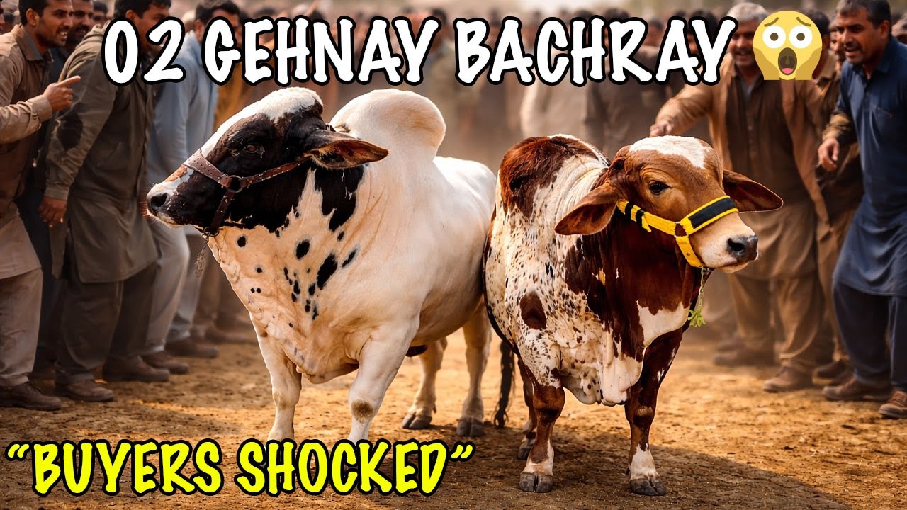 Multan Mandi Ka Sab Se Heavy Din 🔥 | 2 Ghane Bachray Ne Game Badal Di