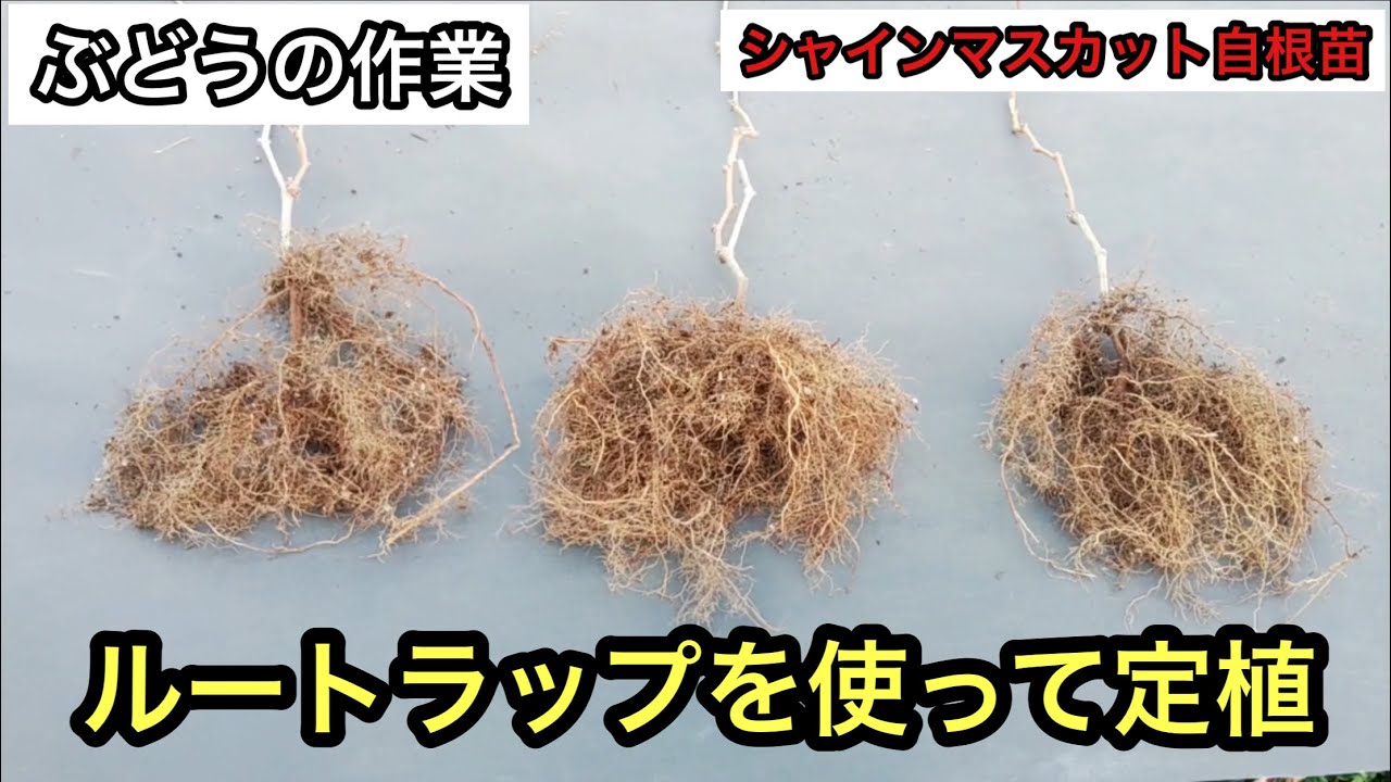 「ぶどうの作業」シャインマスカットの自根苗は根がびっしり！ルートラップに定植します。