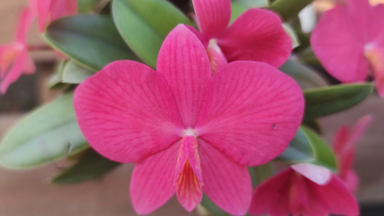 Sophronitis brevipedunculata, variações de cor e cultivo