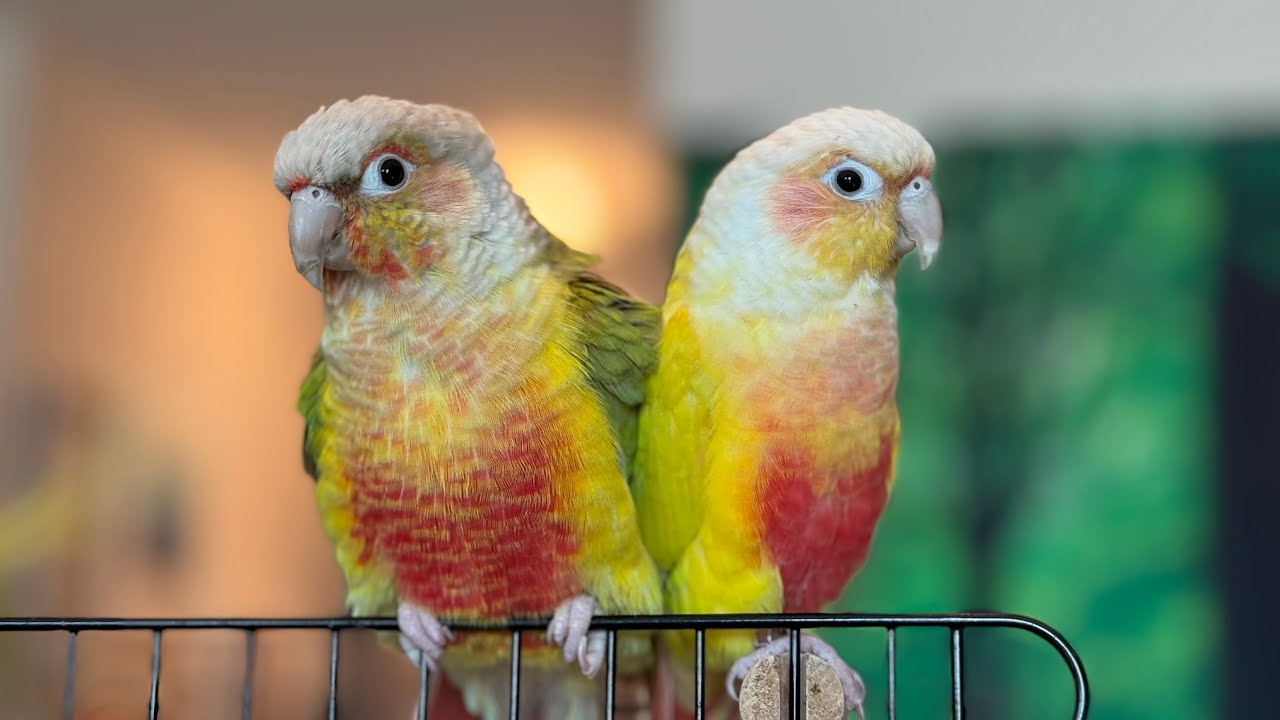 Mornings in the bird room 
