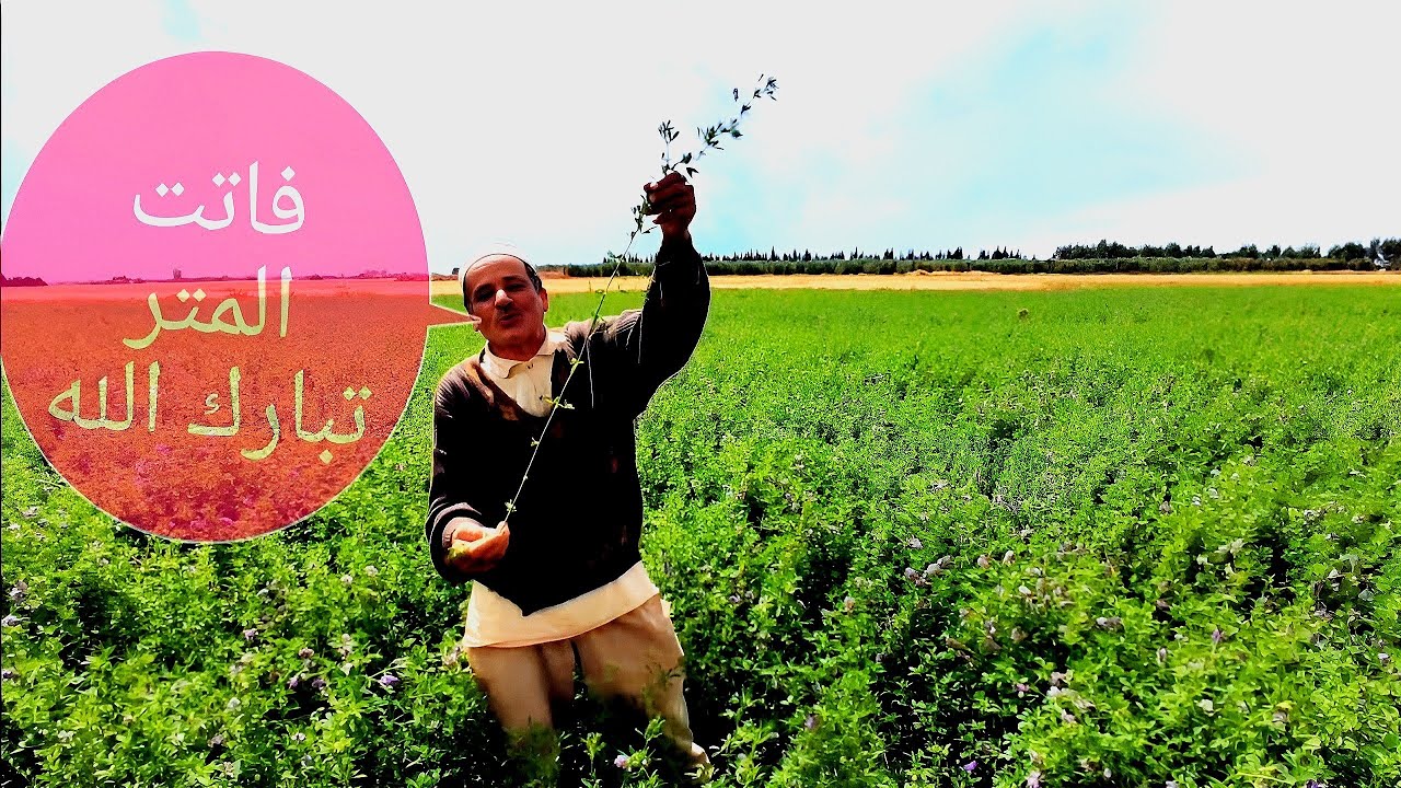 زراعة الفصة بالمغرب alfalfa cultivation: أحسن فصة تجاوزت ميترو في الطول.
