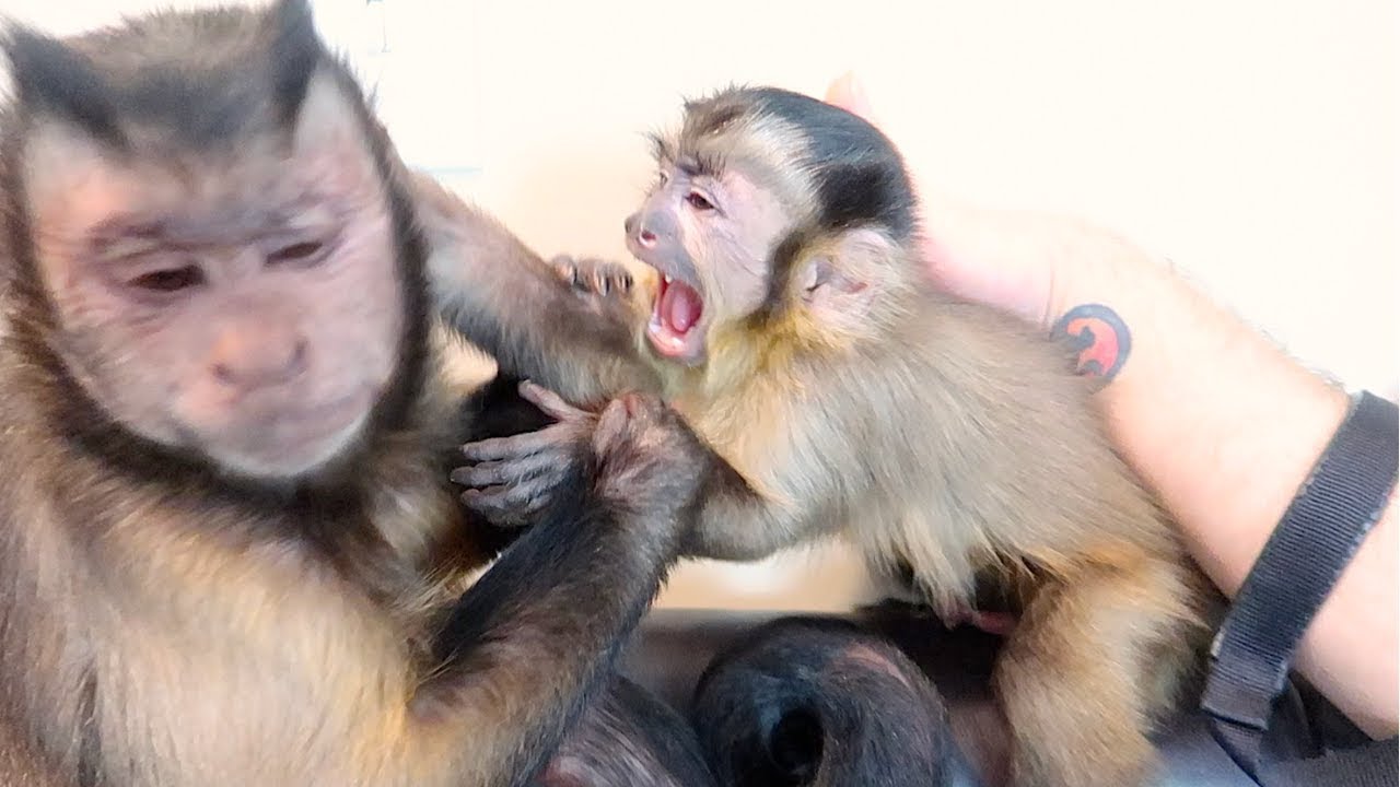 Capuchin Monkey Play Fight! (CUTE)