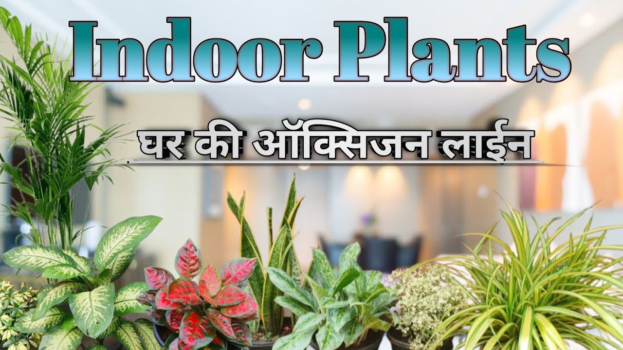 💫Best Indoor Plants For Home 🏡 घर के अंदर लगाने वाले पौधे 🪴 Lucky Plants🤞💥