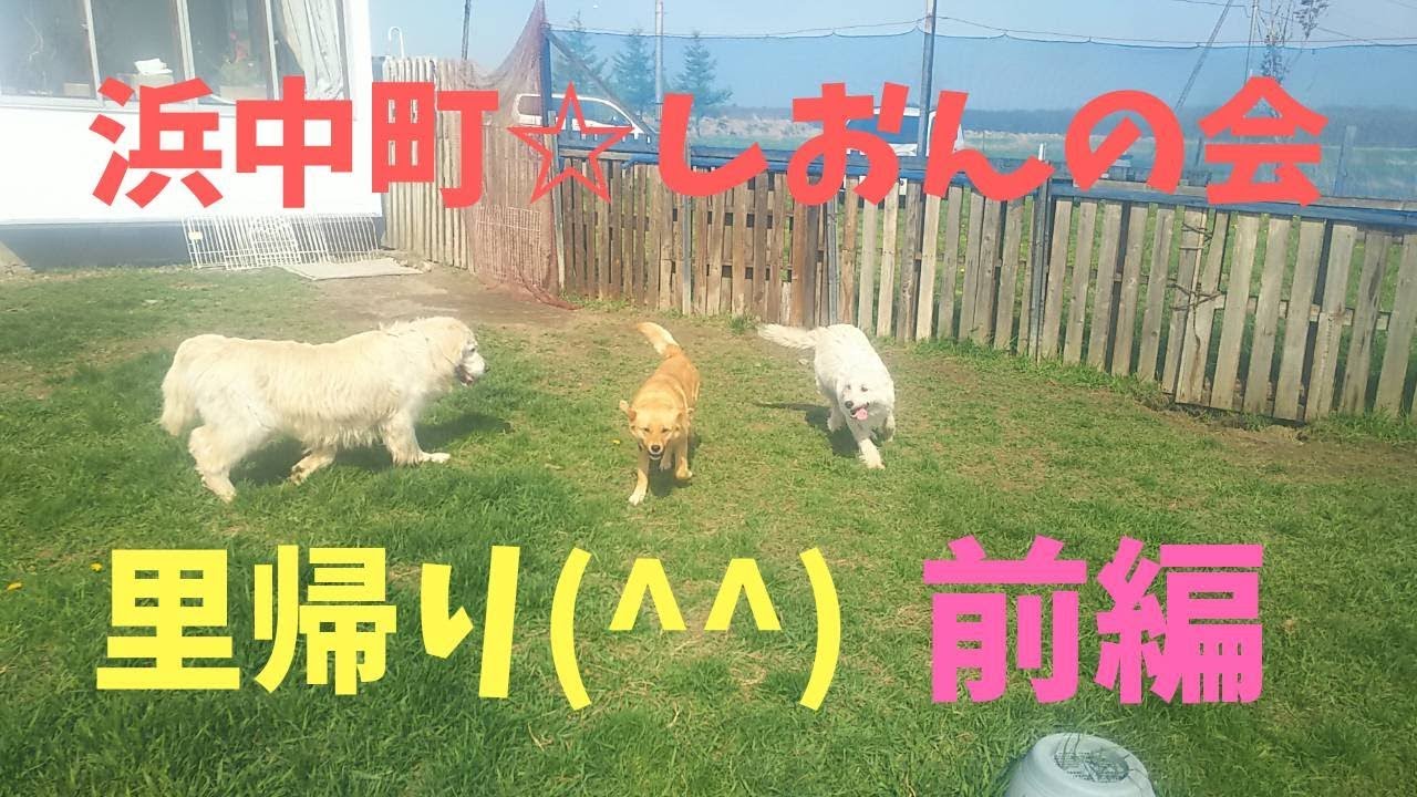 オークを保護して下さった浜中町『しおんの会』へ里帰り☆前編☆概要欄詳細有　動画編集：オークママ