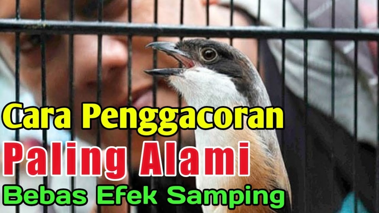 CARA MENGATASI CENDET YANG MALAS BUNYI