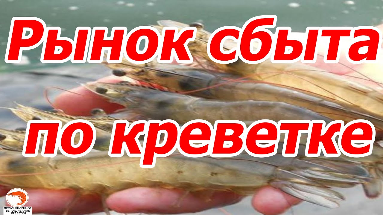Поговорим на тему: Рынок сбыта по креветке Розенберга