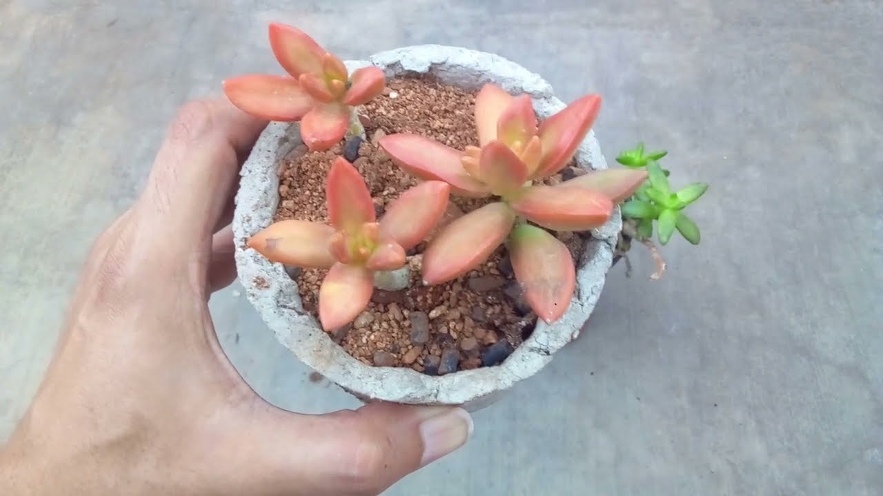 || DONT KEEP  SEDUM ADOLPHI IN LESS LIGHT ||