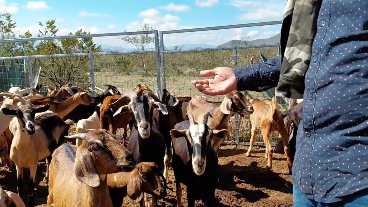 🔥🔥💣NOS METIMOS A UN CORRAL SIN SABER LAS CONSECUENCIAS 🔥🔥💣⚡️😡