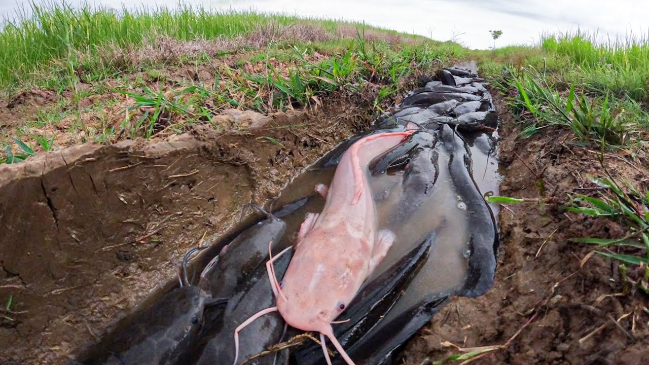 😱Unbelievable Hundreds of Catfish on the Road! Catfish Cover the Road After Rainstorm