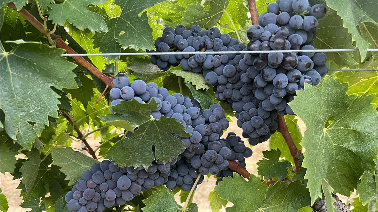 MATURAZIONE dell’UVA: Come valutare il grado di maturazione 🍇🍇
