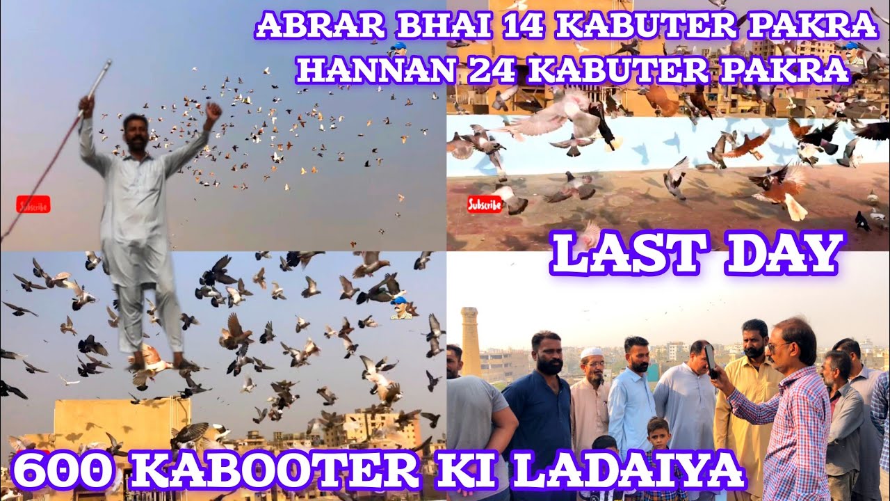 Abrar Bhai 14 Kabuter Pakra | Hannan 24 Kabuter pakra | last day | 600 Kabooter ki Ladaiya, Gole