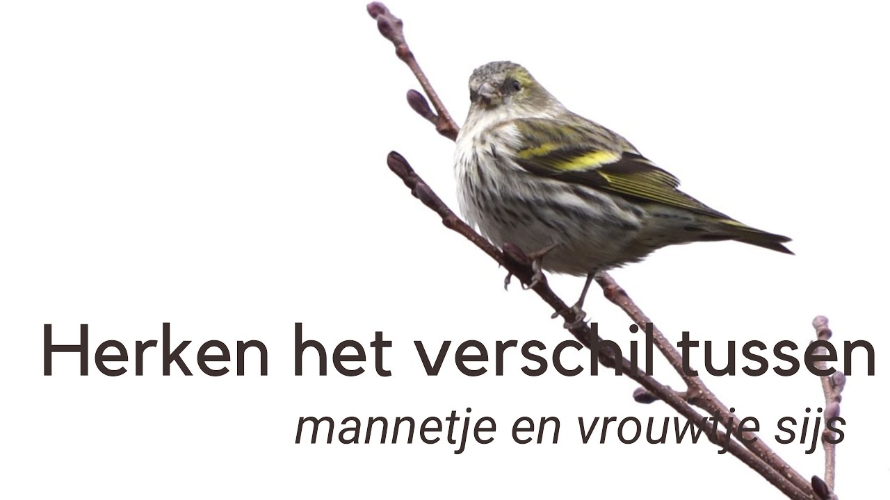 Herken het verschil tussen mannetje en vrouwtje sijs #1161