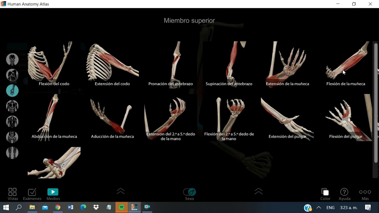 Pronación, supinación y movimientos de la radiocarpiana