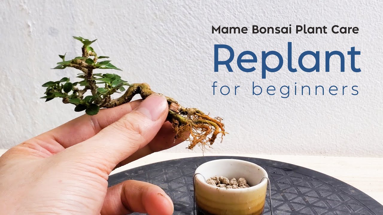 [Bonsai plant care] - Replant For Premna Microphylla Tree, Bonsai For Beginners #분재  #bonsa&iuml;