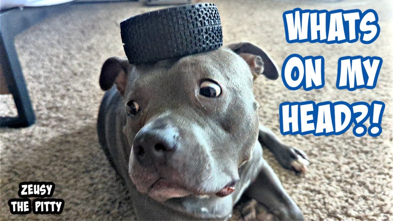 Talking Pitbull Plays With His Dad! Sweetest Dog On Youtube!