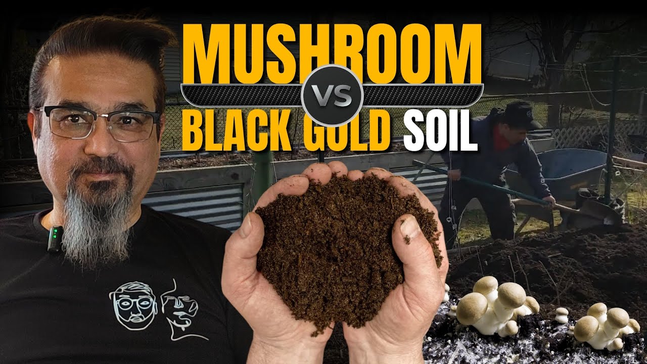 How to Use Mushroom Soil in Raised Beds for a Thriving Garden 🍄🌱 | Buying & Adding Mushroom Soil!