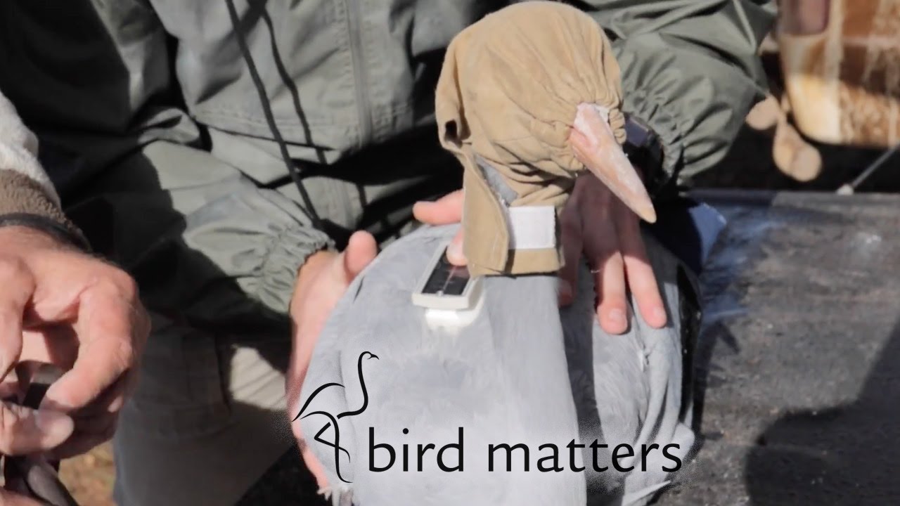 Blue Crane Satellite Tracking / Bird Matters Project Profile