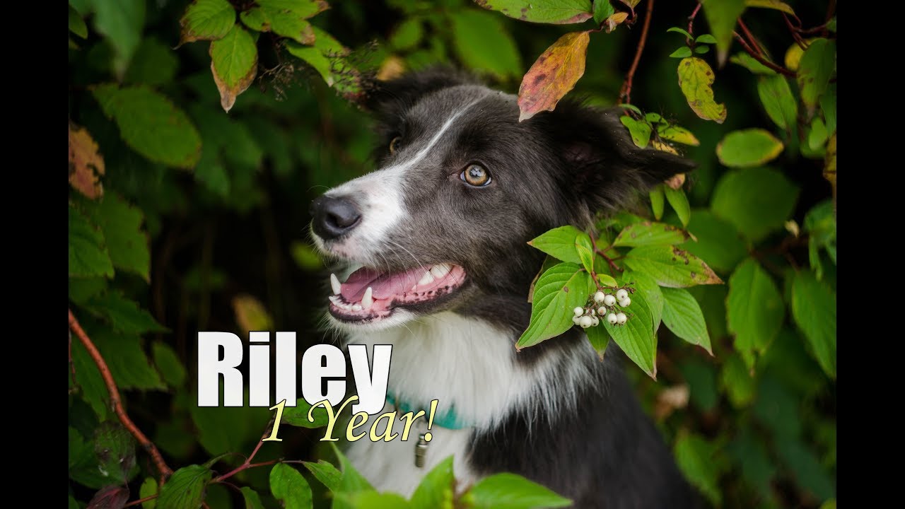 LOOK AT ME NOW | Riley- Border Collie 1 Year!