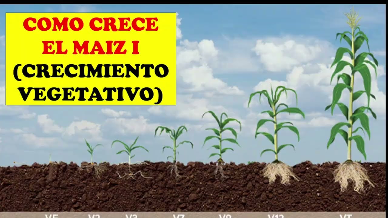 CULTIVO DE MAIZ: 7 ETAPAS DE CRECIMIENTO (VEGETATIVO) | CULTIVO EXITOSO | AGRONOMIA