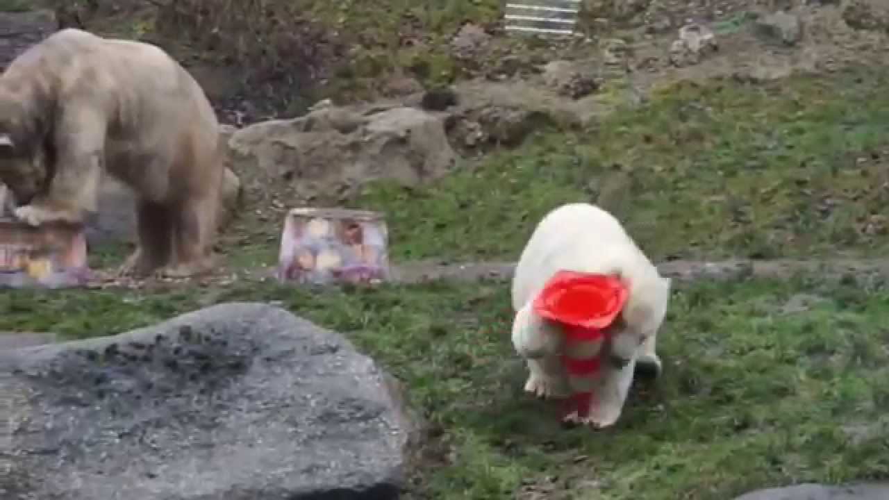 Lustige Eisbären-Kindergeburtstagsparty - Tierpark Hellabrunn München