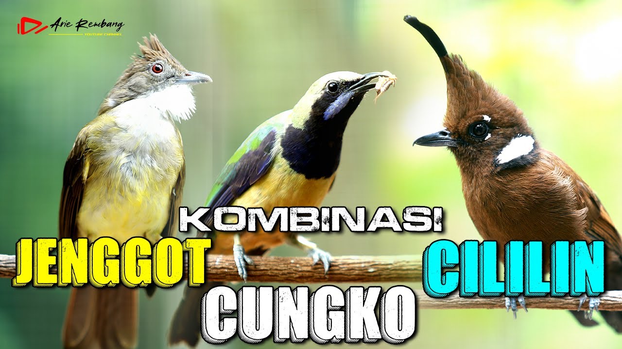 MASTERAN CILILIN - CUNGKO - CUCAK JENGGOT