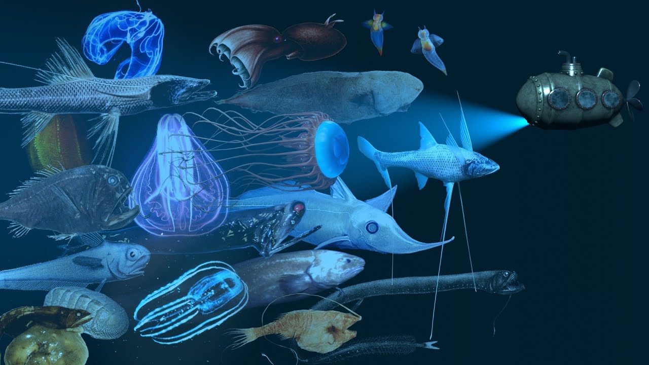 Ocean Depth Comparison | 2.5D Animation | Deep-sea Exploration | Deep-sea Fish