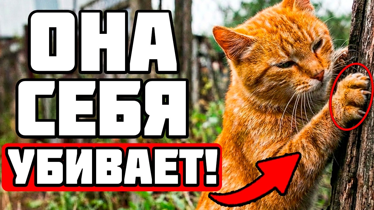 Эти Привычки Сокращают Жизнь Кошки — Вы Делаете Это Каждый День!