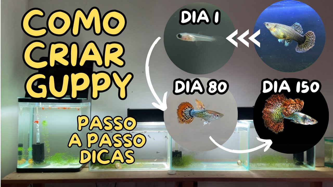 COMO CRIAR O PEIXE GUPPY / LEBISTE
