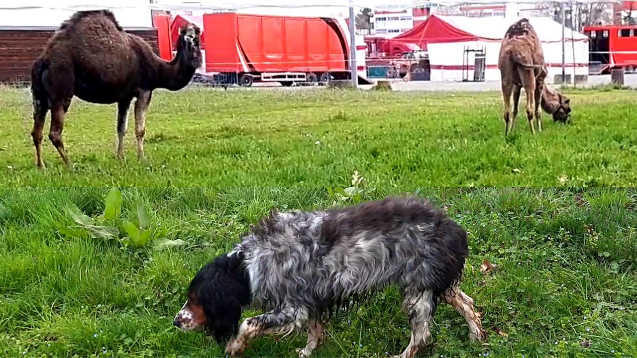 Mon Chien rencontre des Chameaux et d'autres Animaux