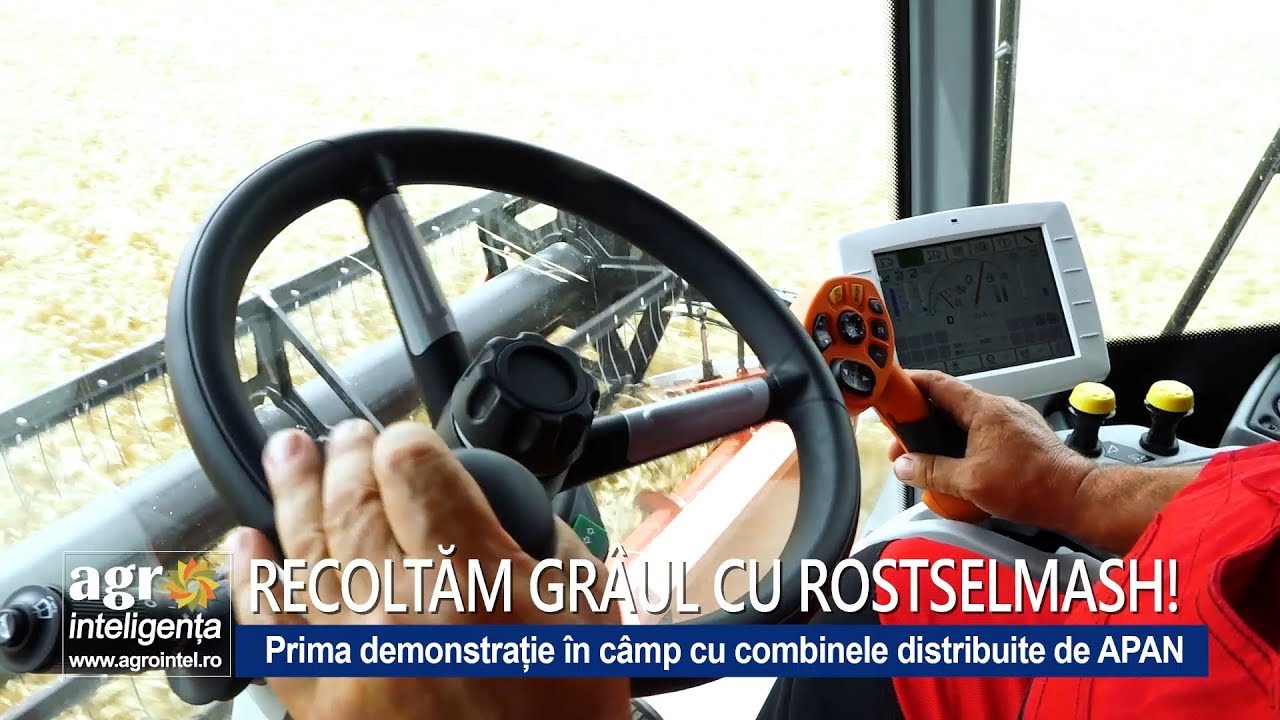 Recoltarea grâului cu două combine Rostselmash: Torum și RSM