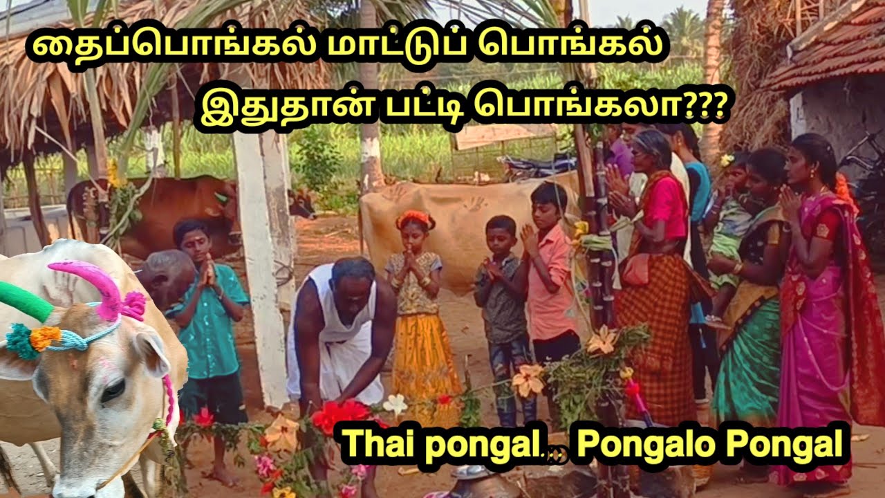 இதுதான் பாரம்பரிய #மாட்டுப் பொங்கல்  l #பட்டிபொங்கல் l thaipongal