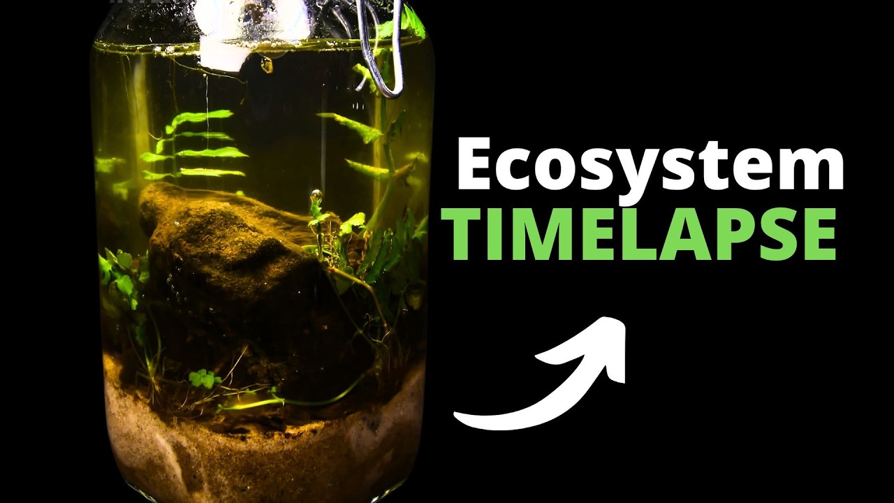 Creating Life in a Jar: Ecosphere TIMELAPSE