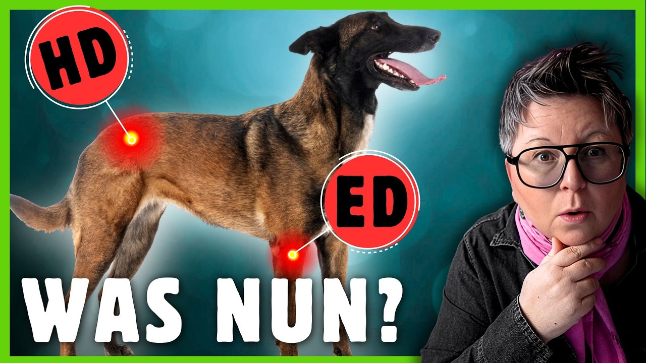 Malinois Schäferhund I WARNZEICHEN für Hüfte & Ellenbogen, die kaum jemand ernst nimmt