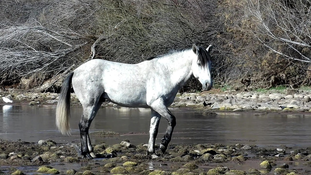 Wild Horses