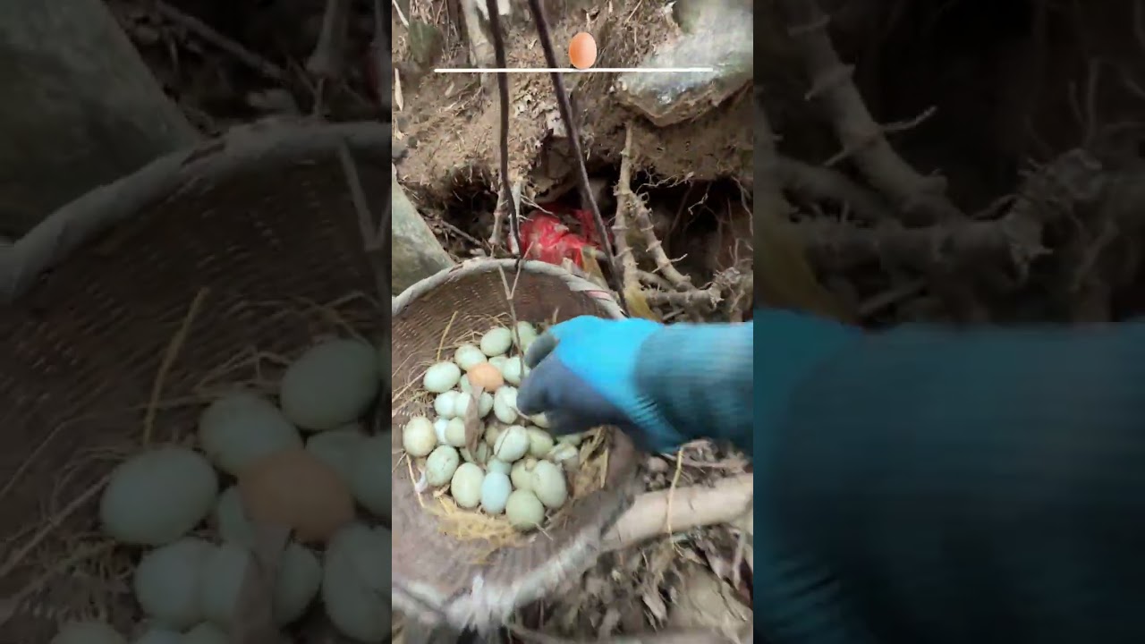 Immersive Egg Picking