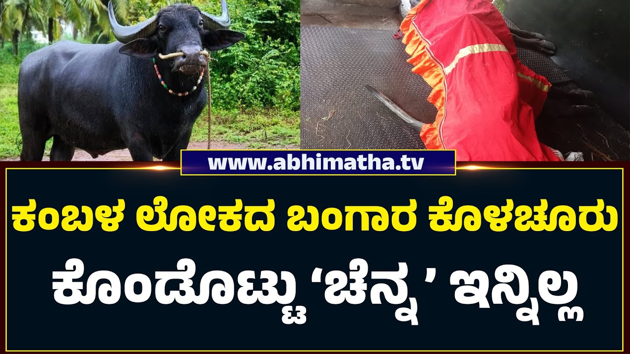 ಕಂಬಳ ಕೂಟದ ಅತ್ಯಂತ ಜನಪ್ರಿಯ,ಕೊಳಚೂರು ಕೊಂಡೊಟ್ಟು`ಚೆನ್ನ' ಇನ್ನಿಲ್ಲ