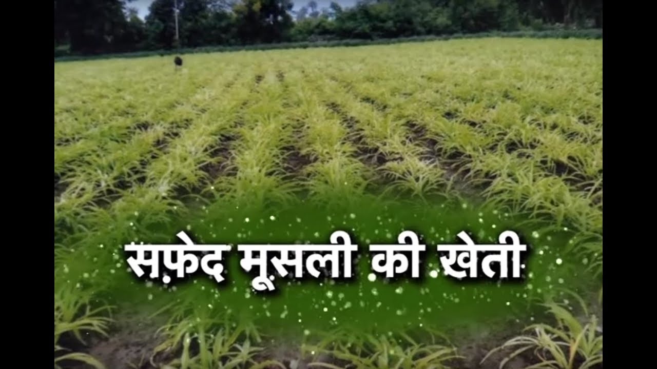 Khet Khalihan - सफ़ेद मूसली की खेती