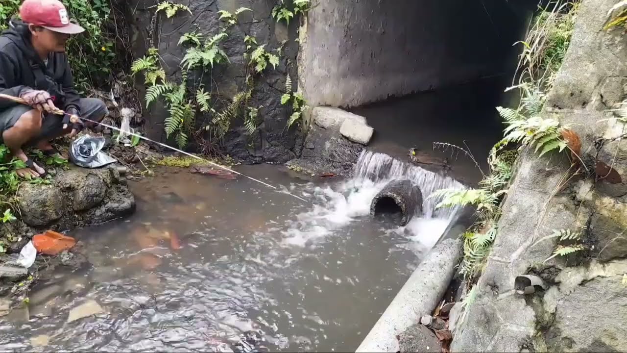 Gorong gorong pinggir jalan raya jadi tempat favorit untung di pancing auto pesta ikan nila 