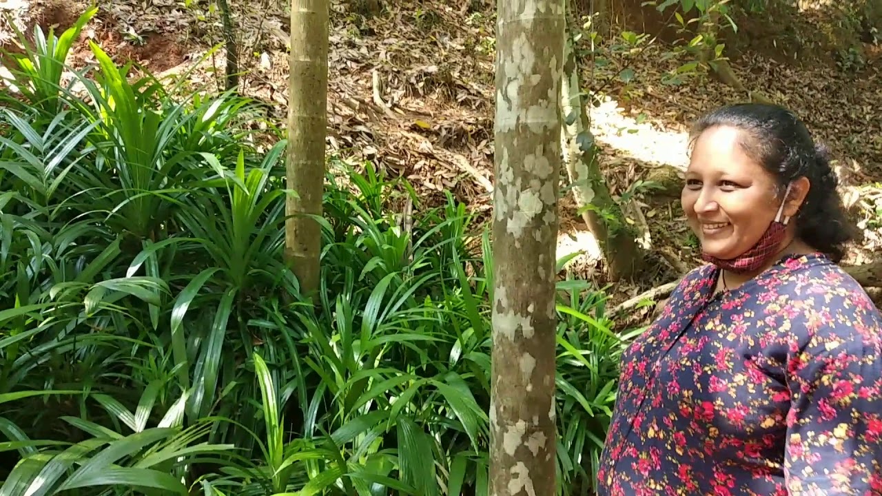 Post-Lockdown Goa vlog Part 1 (Sahakari Spice Farm)