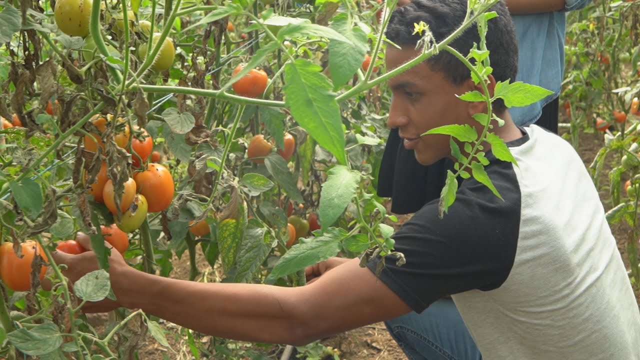 #1 La vida en el Campo (Autosustentable) - Agricultura orgánica