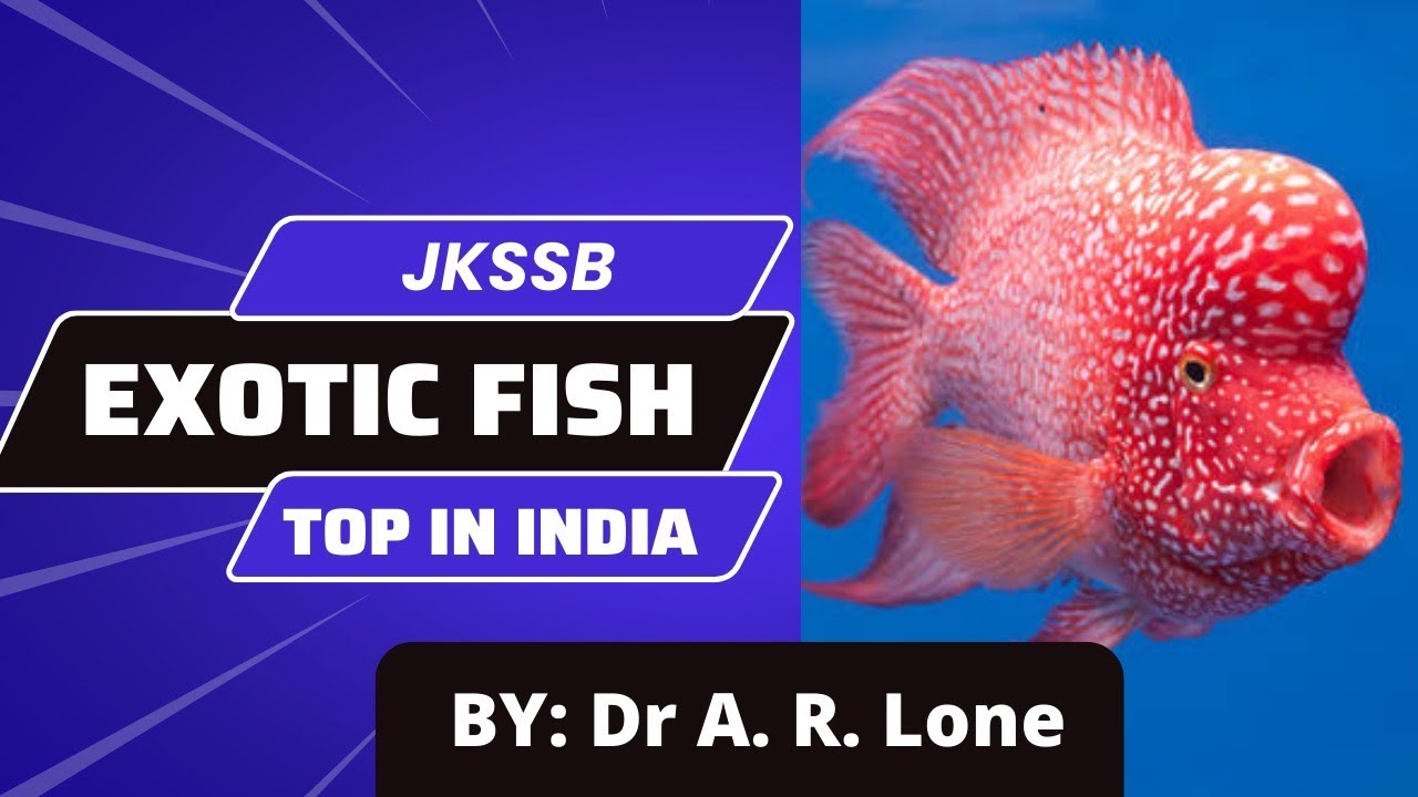 Exotic Fish||Most Exotic Fishes Found in India||Jkssb||Zoology||Fisheries