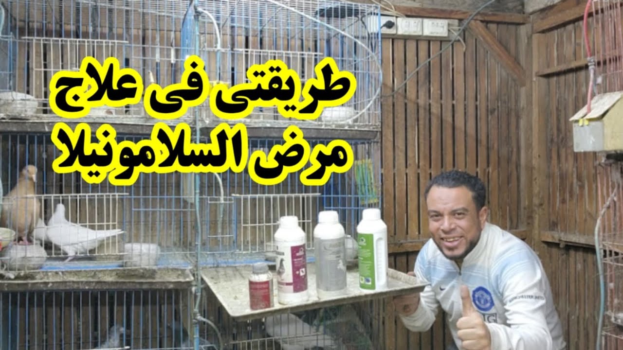 الحمام كله مااات بسبب مرض السلامونيلا 😭😭طريقة العلاج والوقايه 👌👌