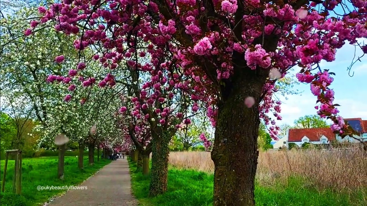 ดอกไม้สวย ๆ ดอกเชอรรี่บานสะพรั่งในเมืองของเรา   #ดอกไม้  #beautifulflowers #เพลงบรรเลงผ่อนคลาย EP.3