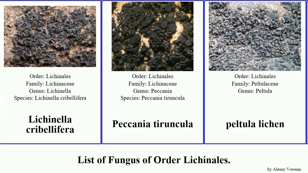 List of Fungus of Order Lichinales. lichen thread strap nbsp seaweed lichens pygmaea peltula Rock
