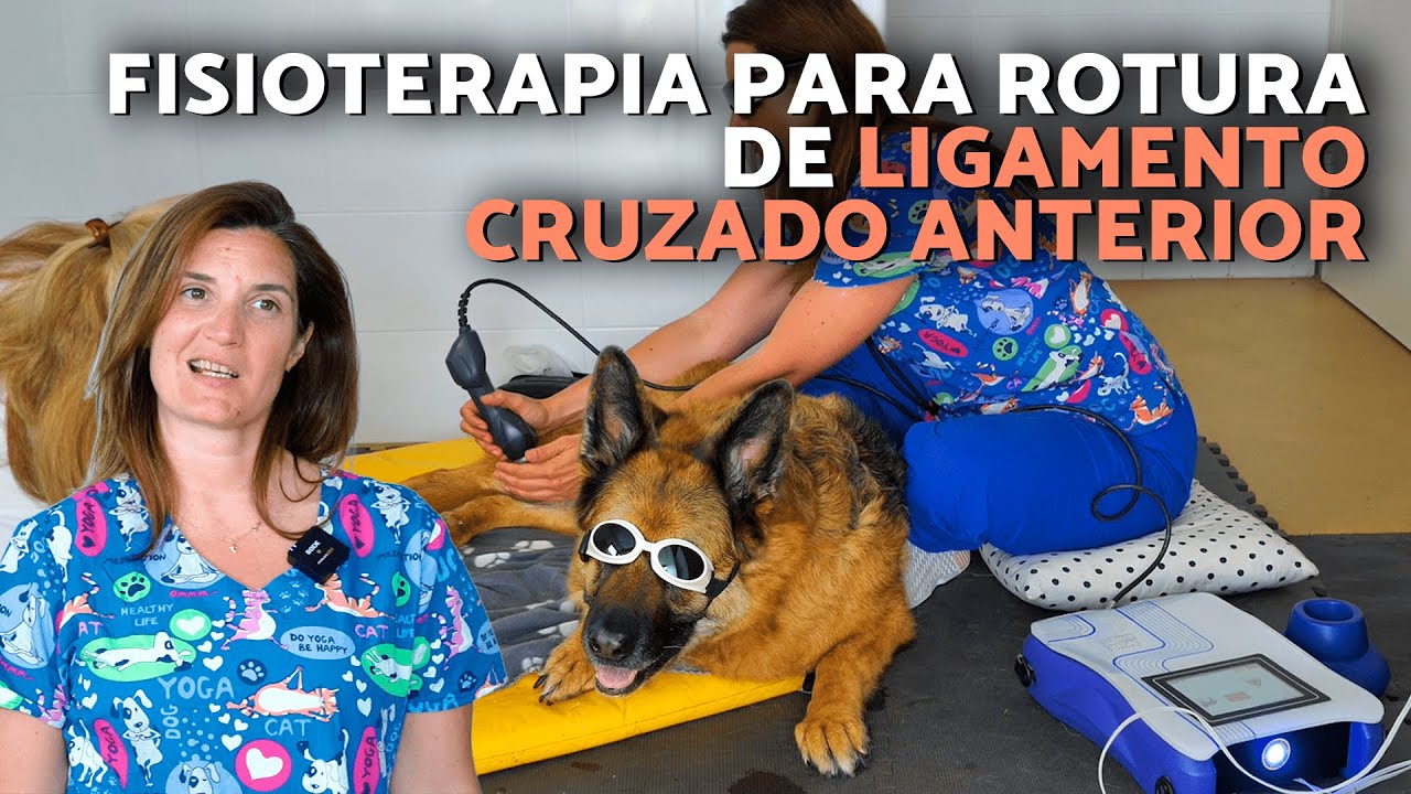 EJERCICIOS de FISIOTERAPIA para PERROS con ROTURA DE LIGAMENTO CRUZADO ANTERIOR 🐶🩹